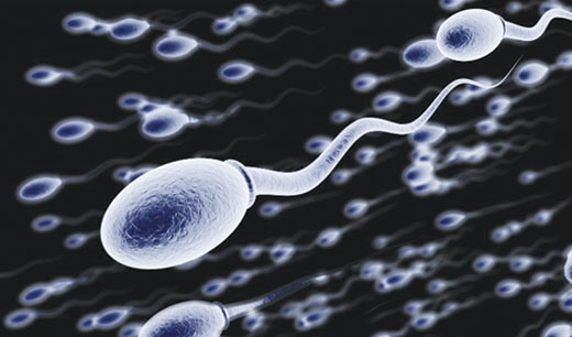 Bajo en espermatozoides